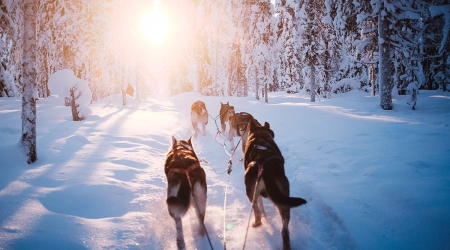 Dit zijn de meest unieke ervaringen in Lapland!